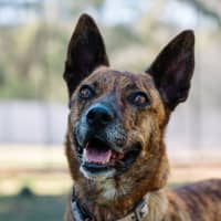 Photo of Swiftee Haliwell