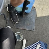 Photo of Luna Lou   1 Year Old Staffy X