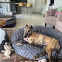 Photo of Brinny The Greyhound