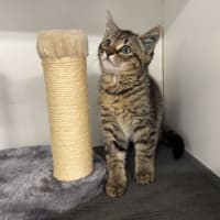 Photo of Mocha