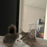 Photo of Mochi & Duman
