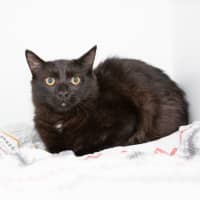 Photo of Cooper