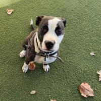 Photo of Moo