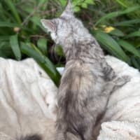 Photo of Saskia 🎁🥰😺🌸