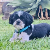 Photo of Hairy Mac Clary 