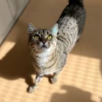 Photo of Trinket
