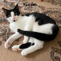 Photo of Tux