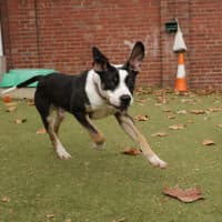 Photo of Pongo