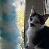 Photo of Flirt Meet Me At Petstock Chelsea