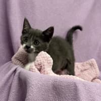 Photo of Beemo