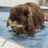 Photo of Hazel
