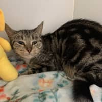 Photo of Eeyore
