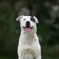 Photo of Pirate