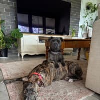 Photo of Maisy *$350 Adoption Fee*