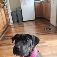 Photo of Sprout   9 Month Old Mastiff X