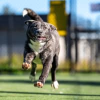 Photo of Sharpay Imp 957