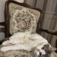 Photo of Vanni 