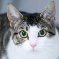 Photo of Mittens