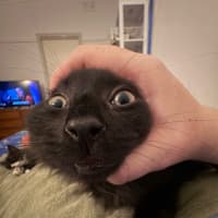 Photo of Tylenol Aka Ty