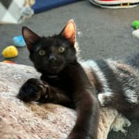 Photo of Tippa & Sooty   4 Month Old Domestic Short Hair