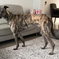 Photo of Tyson, The Greyhound