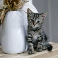 Photo of Stella