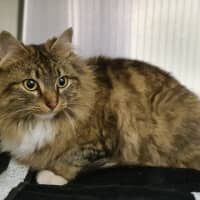 Photo of Rhaena
