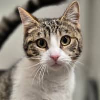 Photo of Peggy Sue 