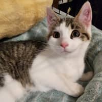 Photo of Socks