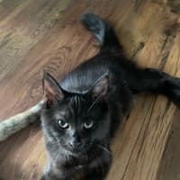 Photo of Shadow