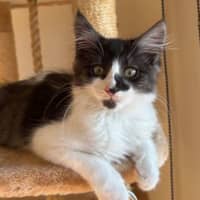 Photo of Sumi