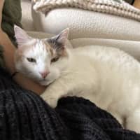 Photo of Your Little Puss?