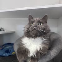 Photo of Lord Biscuit I I I