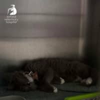 Photo of Delightful Daisy