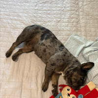 Photo of Coco   5 Year Old French Bulldog