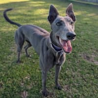 Photo of Nirvana The Greyhound