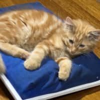 Photo of Toulouse Meet Me At Pet Stock Chelsea