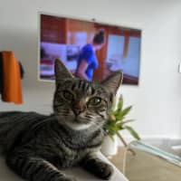 Photo of Sagittarius