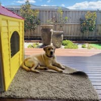 Photo of Benji