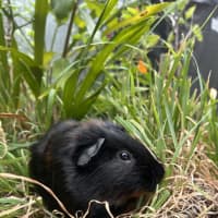 Photo of Oliver