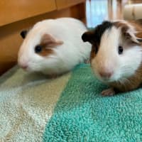 Photo of Ravioli / Gnocchi