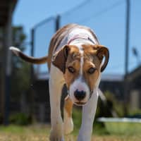 Photo of Willow