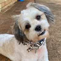Photo of Toby 🐶🐾💙. Assisted Rehome 