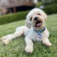 Photo of Cruiser   1 Year Old Cavoodle X
