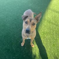 Photo of Thimble Imp 1488