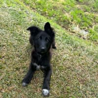 Photo of Tallow