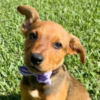 Photo of Betty   9 Week Old Mixed Breed