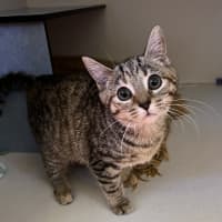 Photo of Tulip