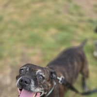 Photo of Bindi (56230)