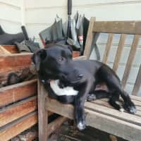 Photo of Riley